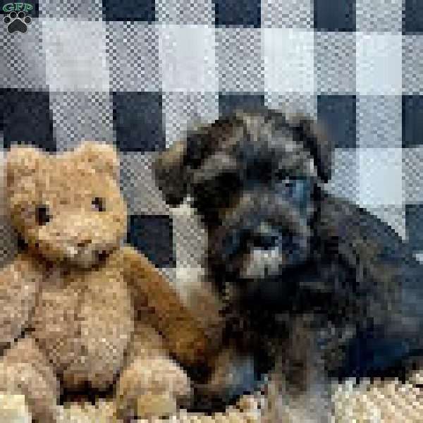 Jane, Miniature Schnauzer Puppy