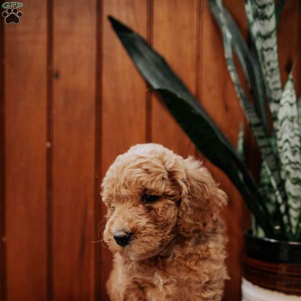 Duke, Mini Goldendoodle Puppy