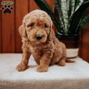 Duke, Mini Goldendoodle Puppy
