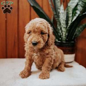 Duke, Mini Goldendoodle Puppy