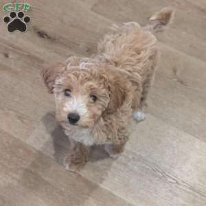 Lucy, Bich-Poo Puppy