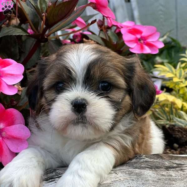 Vincent, Cava-Tzu Puppy