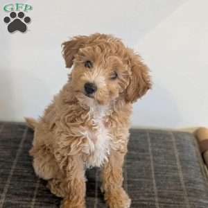 Lucy, Bich-Poo Puppy