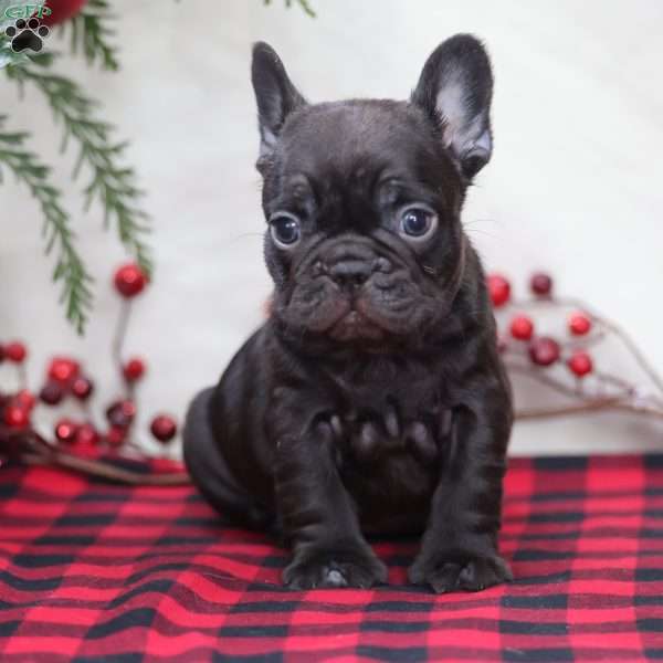 Hershey, French Bulldog Puppy