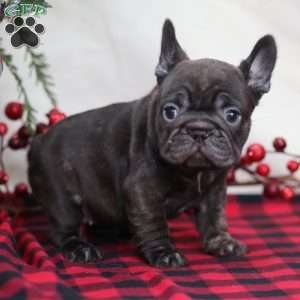 Cocoa, French Bulldog Puppy