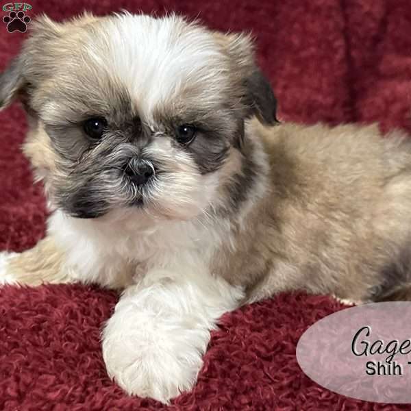 Gage, Shih Tzu Puppy