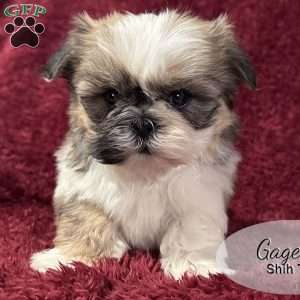 Gage, Shih Tzu Puppy