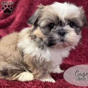 Gage, Shih Tzu Puppy