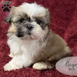 Gage, Shih Tzu Puppy