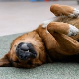 german shepherd mix sleeping on its back