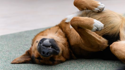 Why Does My Dog Snore?