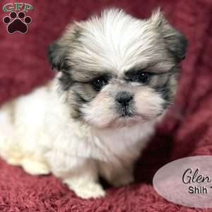 Glen, Shih Tzu Puppy