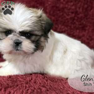 Glen, Shih Tzu Puppy