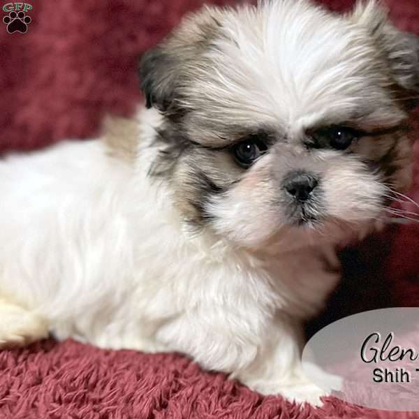 Glen, Shih Tzu Puppy