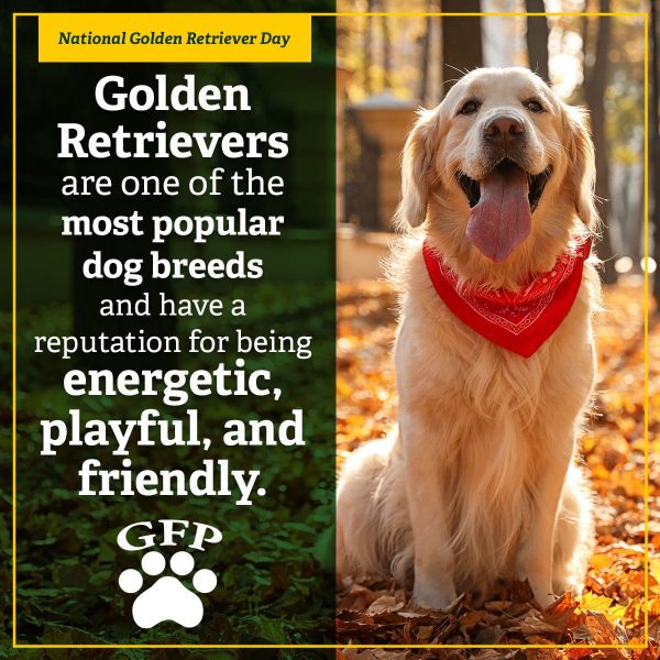 golden retriever wearing a red bandana and sitting outside in leaves for national golden retriever day, text on image reads, "Golden Retrievers are one of the most popular dog breeds and have a reputation for being energetic, playful, and friendly,"