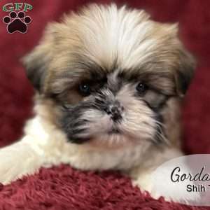 Gordan, Shih Tzu Puppy