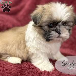 Gordan, Shih Tzu Puppy