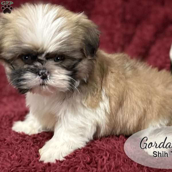 Gordan, Shih Tzu Puppy