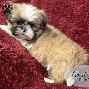 Gordan, Shih Tzu Puppy