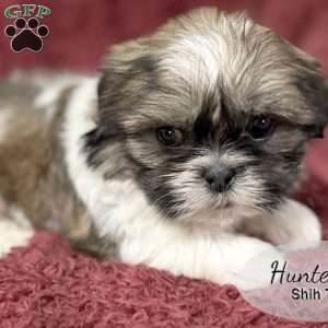 Hunter, Shih Tzu Puppy