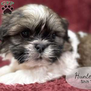 Hunter, Shih Tzu Puppy