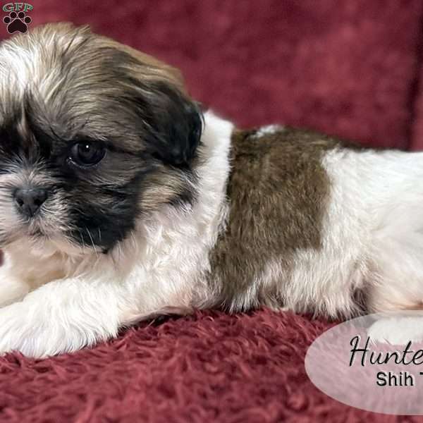 Hunter, Shih Tzu Puppy