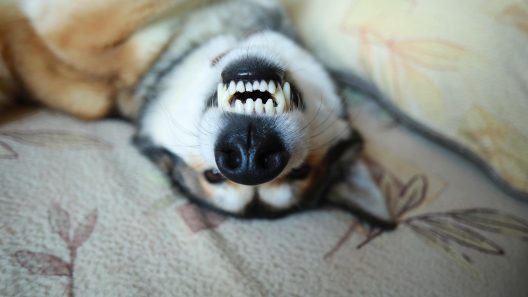 What to Do If Your Dog Has a Loose Tooth