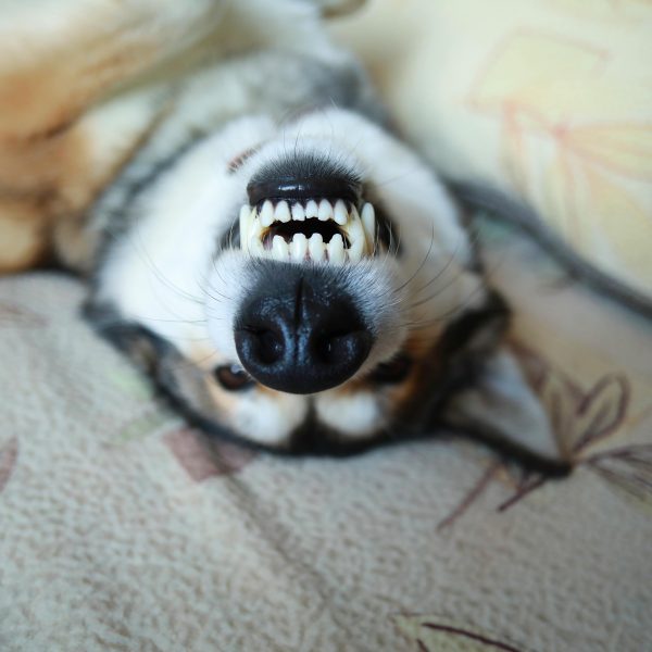 husky lying on its back on a bed and showing teeth in a relaxed smile