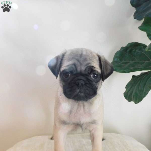 Lila, Pug Puppy