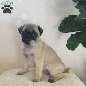 Lila, Pug Puppy