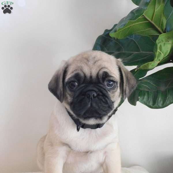Milo, Pug Puppy