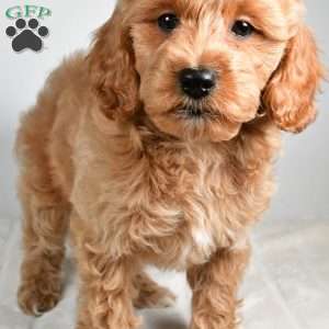 israel, Cockapoo Puppy