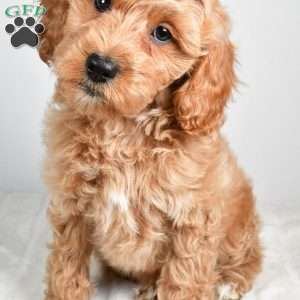 israel, Cockapoo Puppy