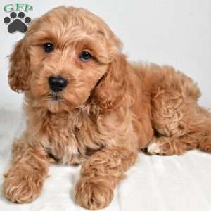 israel, Cockapoo Puppy