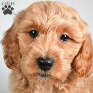 israel, Cockapoo Puppy