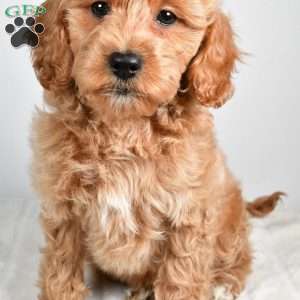 israel, Cockapoo Puppy