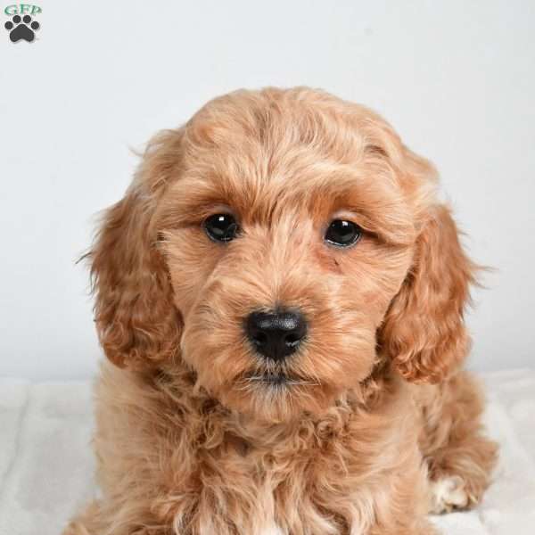 israel, Cockapoo Puppy