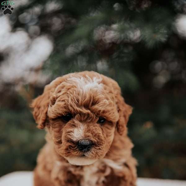 Jackie, Miniature Poodle Mix Puppy