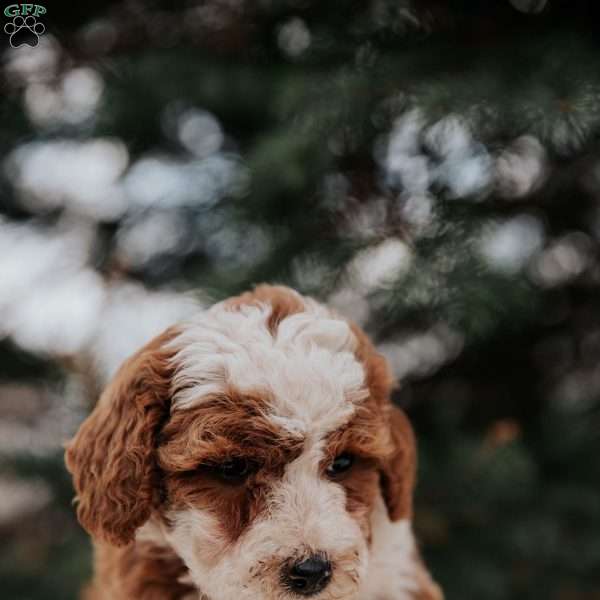James, Miniature Poodle Mix Puppy