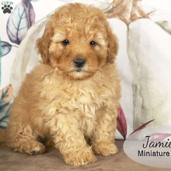 Jamie, Miniature Poodle Puppy