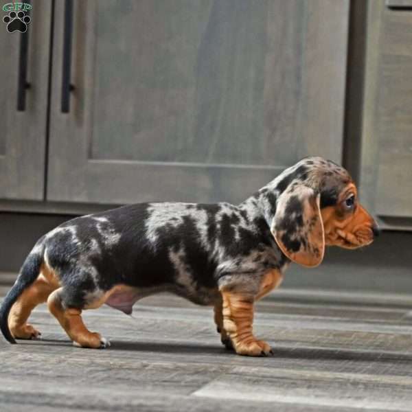 Jimmy, Dachshund Puppy