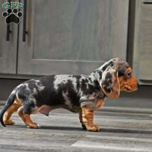 Jimmy, Dachshund Puppy