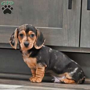 Jimmy, Dachshund Puppy