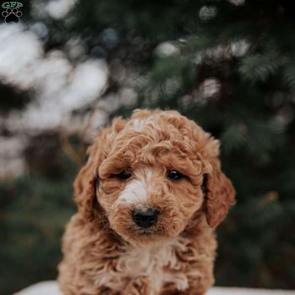 Jimmy, Miniature Poodle Mix Puppy