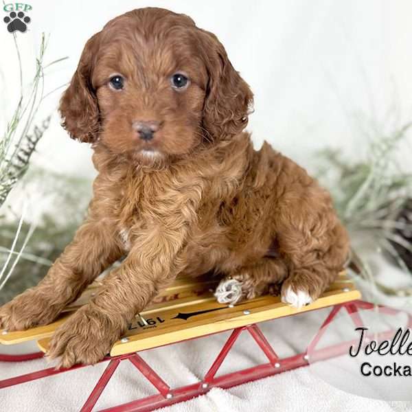 Joelle, Cockapoo Puppy