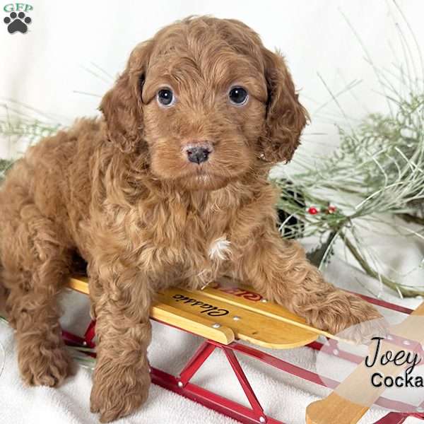 Joey, Cockapoo Puppy