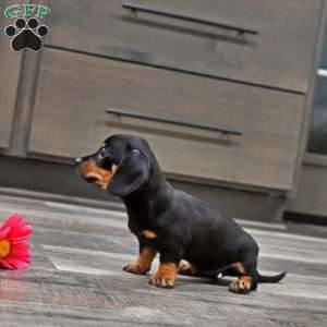 Joy, Dachshund Puppy