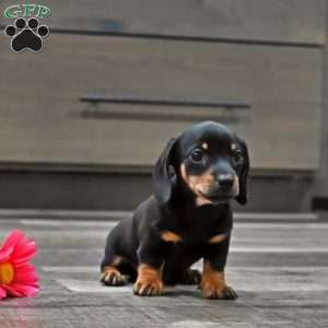 Joy, Dachshund Puppy