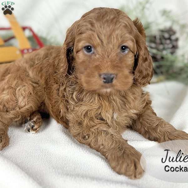 Julie, Cockapoo Puppy