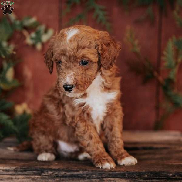 Kelly, Mini Goldendoodle Puppy
